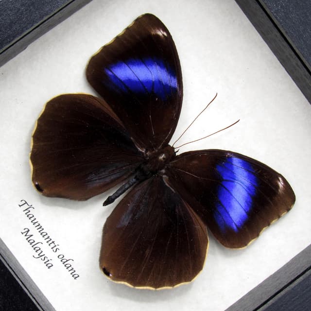 Real purple butterfly framed taxidermy - Thaumantis odana
