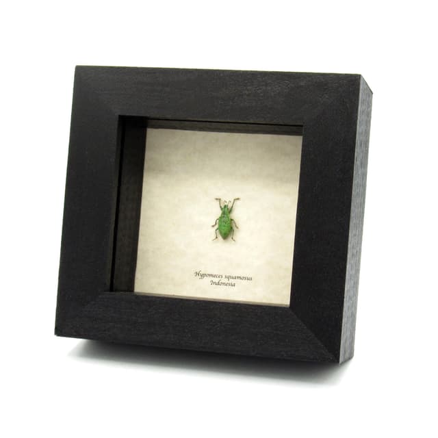 Real tiny glitter Gold Dust Weevil framed taxidermy - Hypomeces squamosus