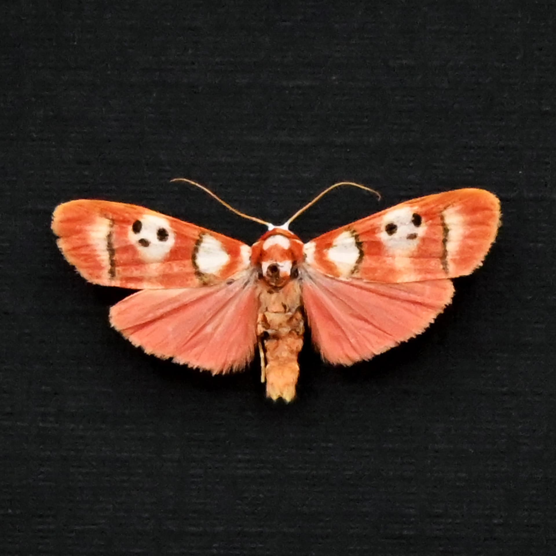 Real red Lichen moth framed taxidermy - Cyana weerawoothi