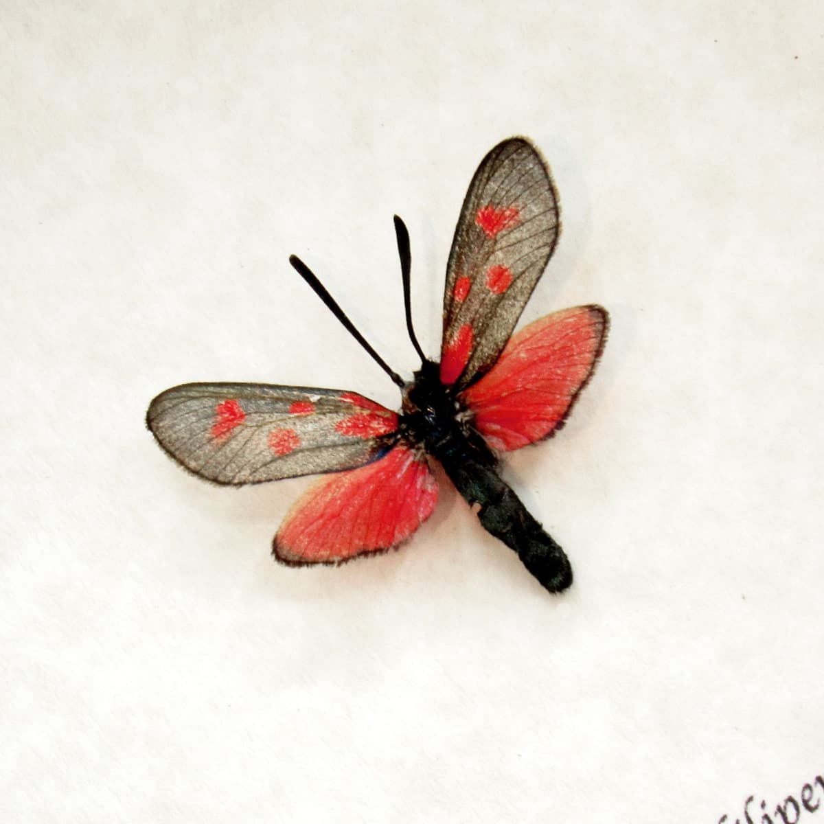 Real tiny red Six Spot Burnet moth framed taxidermy - Zygaena filipendulae