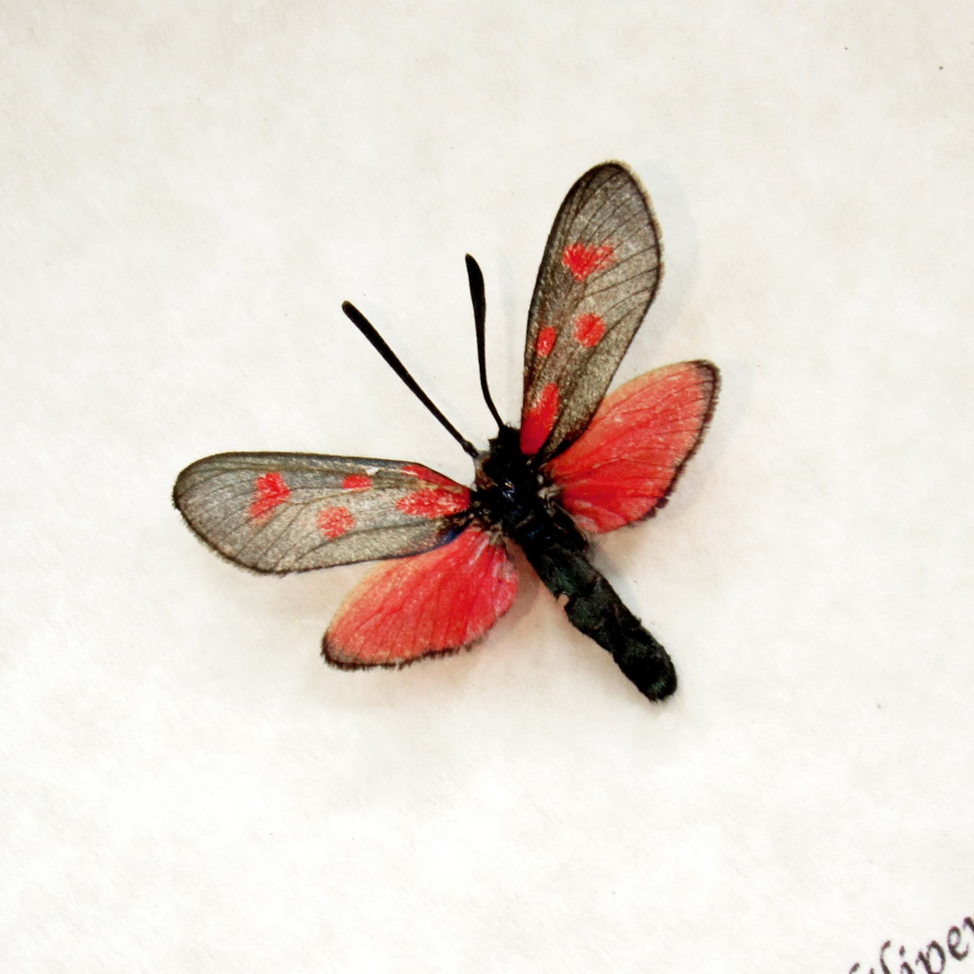 Real tiny red Six Spot Burnet moth framed taxidermy - Zygaena filipendulae