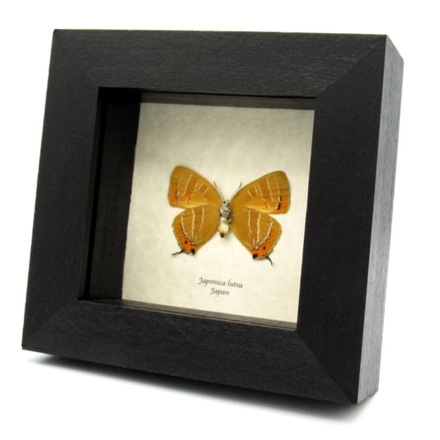Rare Orange Hairstreak butterfly framed taxidermy - Japonica lutea