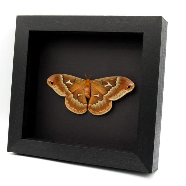 Real female Promethea moth framed taxidermy - Callosamia promethea - Victorian mount