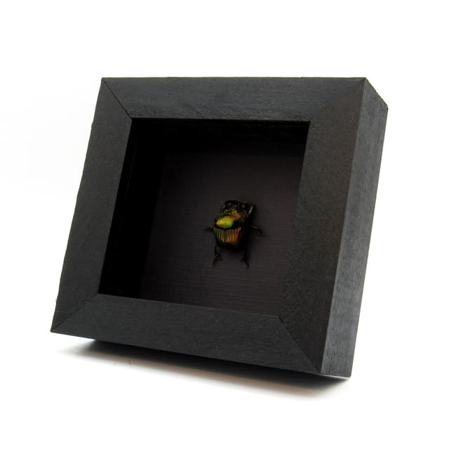 Real metallic dung beetle framed taxidermy - Phanaeus mexicanus