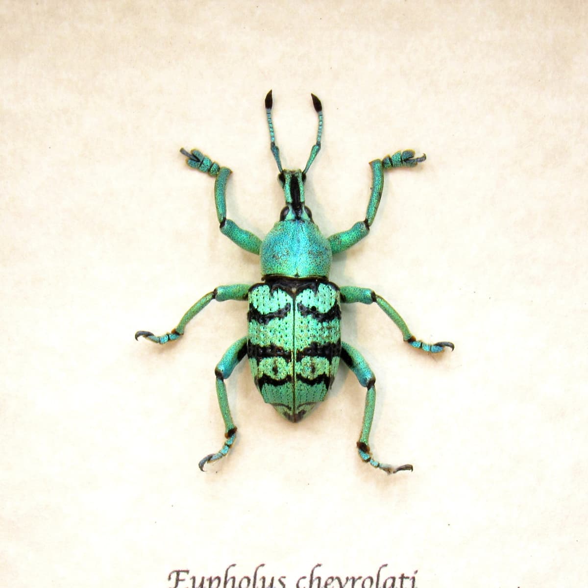 Real glitter Weevil framed taxidermy - Eupholus chevrolati