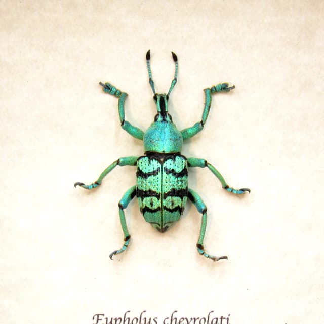 Real glitter Weevil framed taxidermy - Eupholus chevrolati