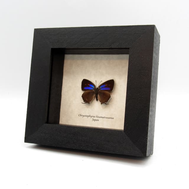 Rare purple Hairstreak butterfly framed taxidermy - Chrysozephyrus hisamatsusanus - female