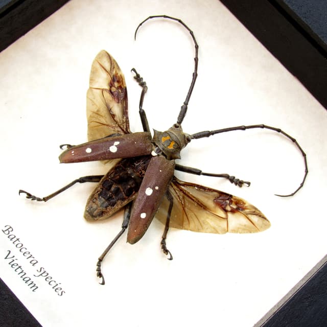 Real Long Horn beetle framed taxidermy - Batocera species