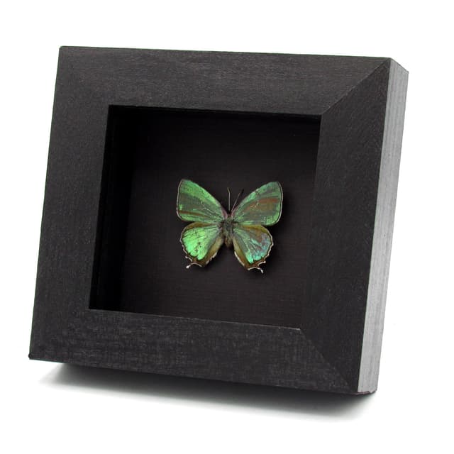 Rare iridescent green Hairstreak butterfly framed taxidermy - Favonius orientalis