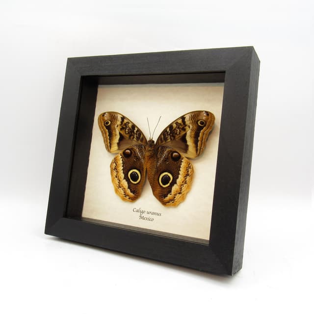 Rare Giant Owl butterfly framed taxidermy - Caligo uranus - female