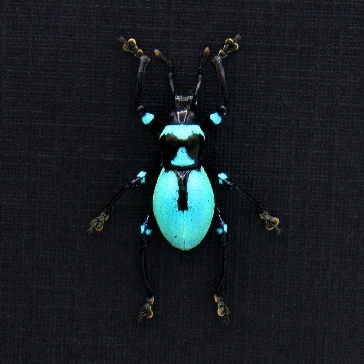 Rare blue weevil beetle framed specimen - Metapocyrtus caeruleus