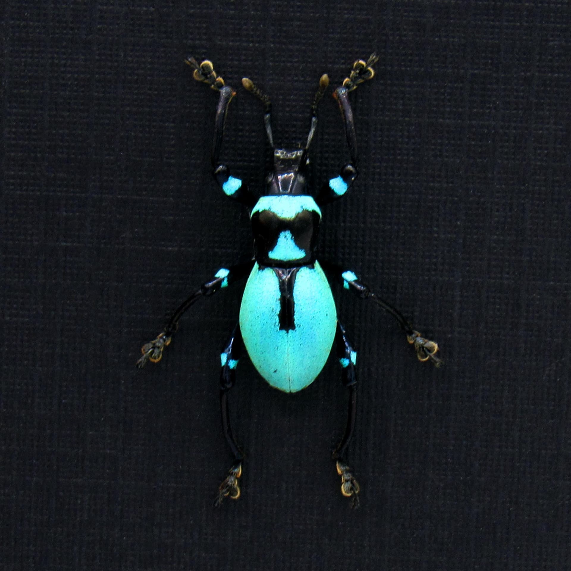 Rare blue weevil beetle framed specimen - Metapocyrtus caeruleus
