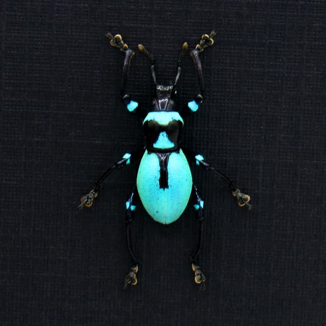 Rare blue weevil beetle framed specimen - Metapocyrtus caeruleus