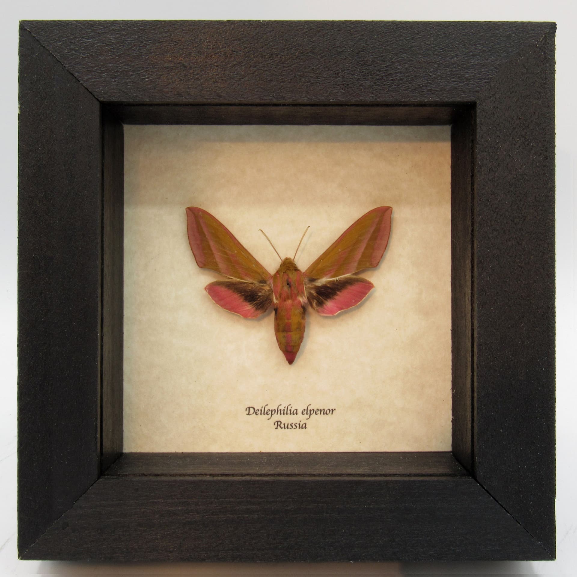 Real pink Elephant Hawk moth framed taxidermy - Deilephilia elpenor