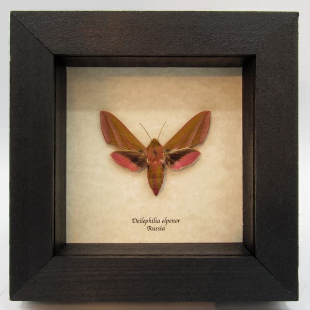 Real pink Elephant Hawk moth framed taxidermy - Deilephilia elpenor