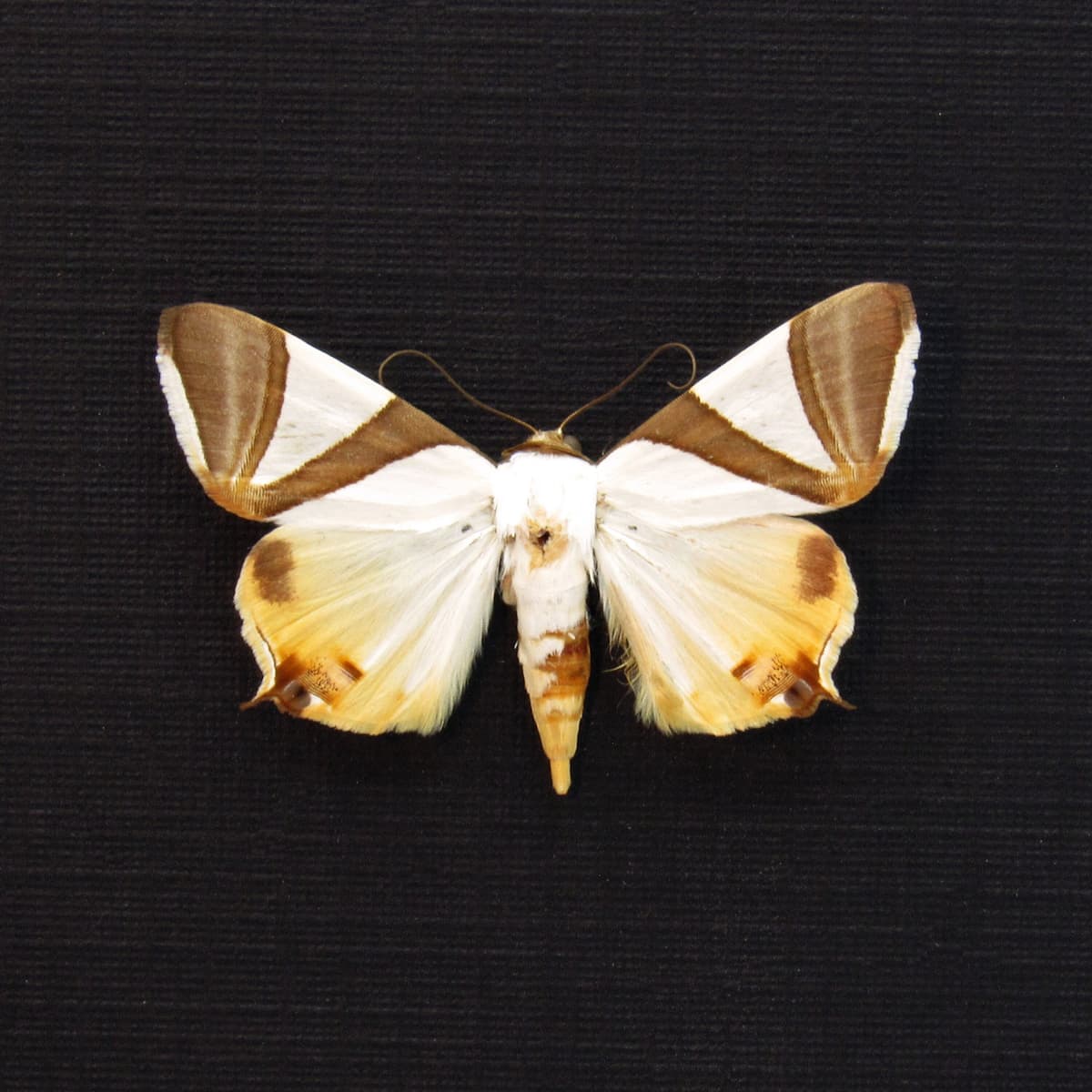 Real Erebid moth framed taxidermy - Eulepidotis electa