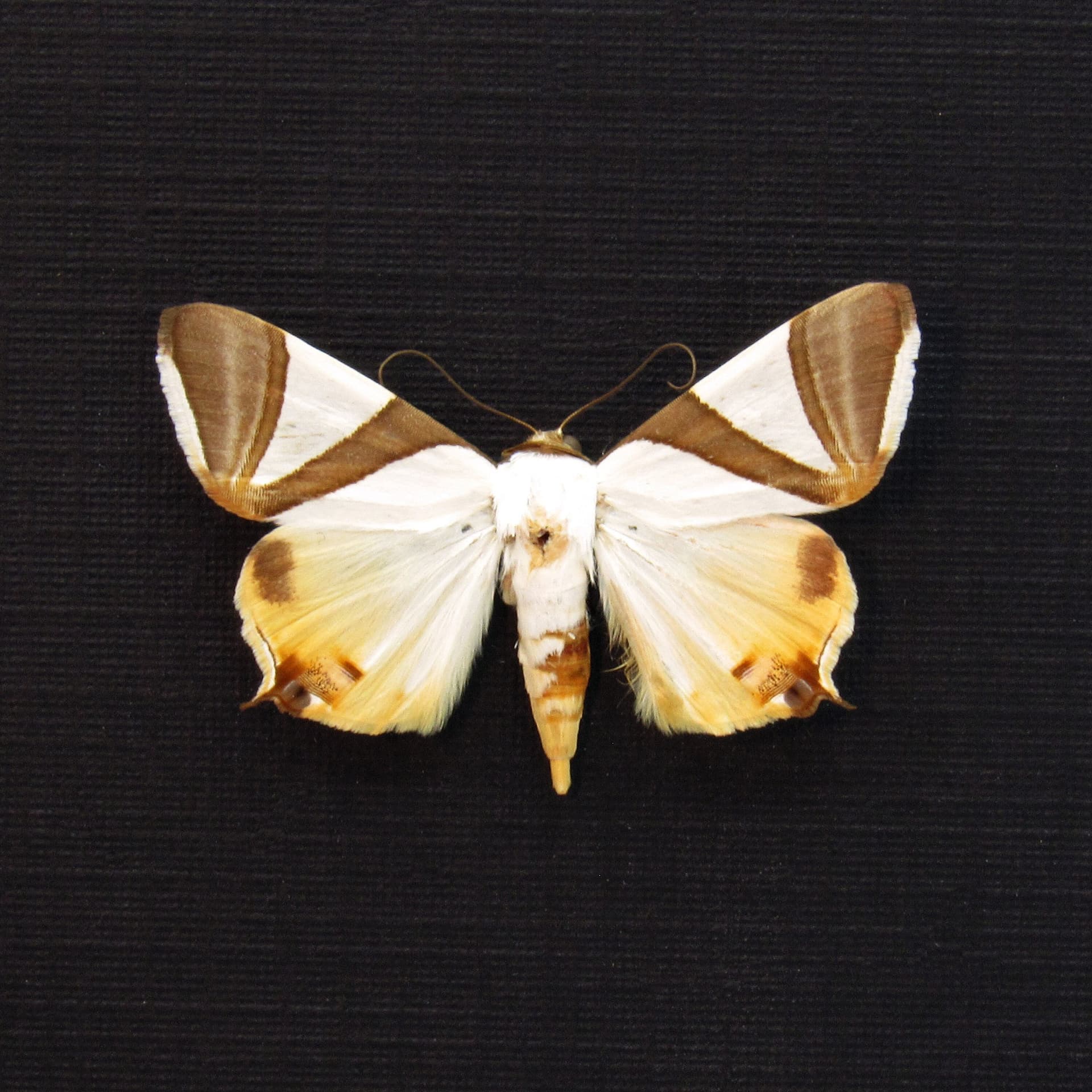 Real Erebid moth framed taxidermy - Eulepidotis electa