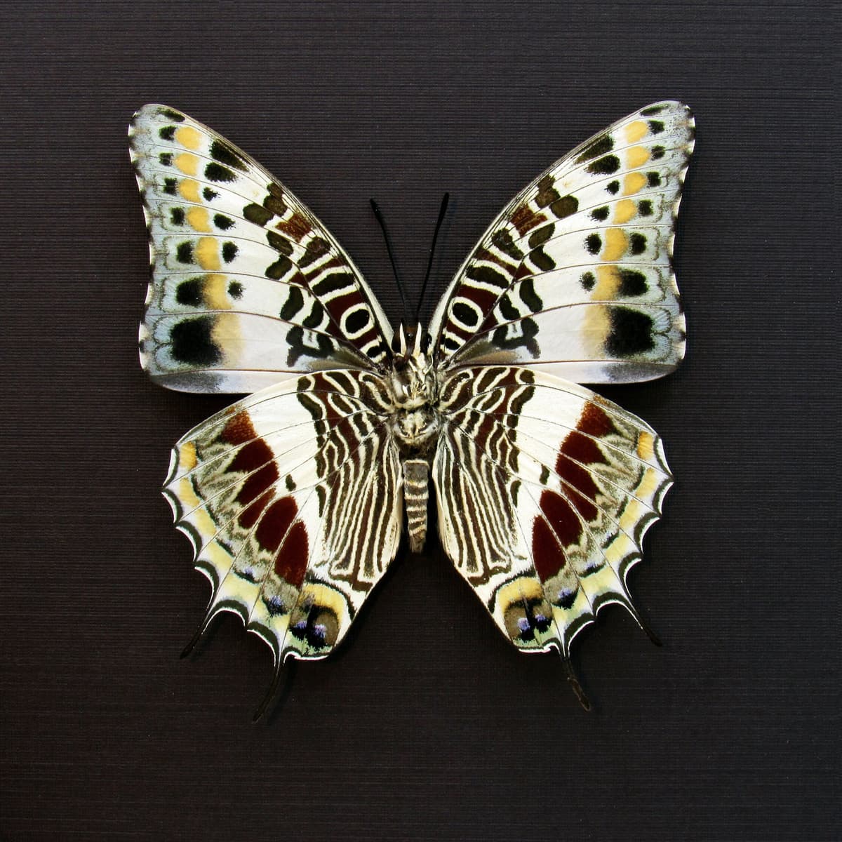 Real Giant Emperor butterfly framed taxidermy - Charaxes castor - large female