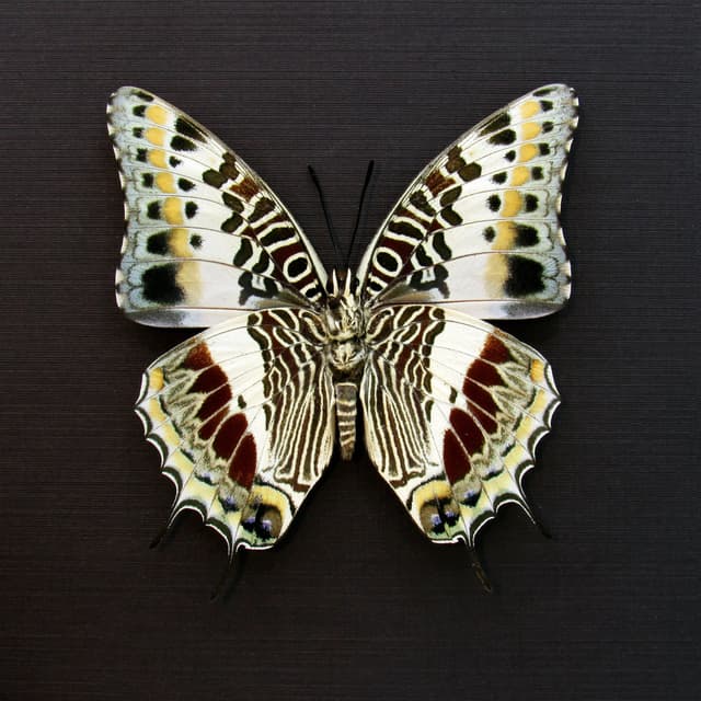 Real Giant Emperor butterfly framed taxidermy - Charaxes castor - large female