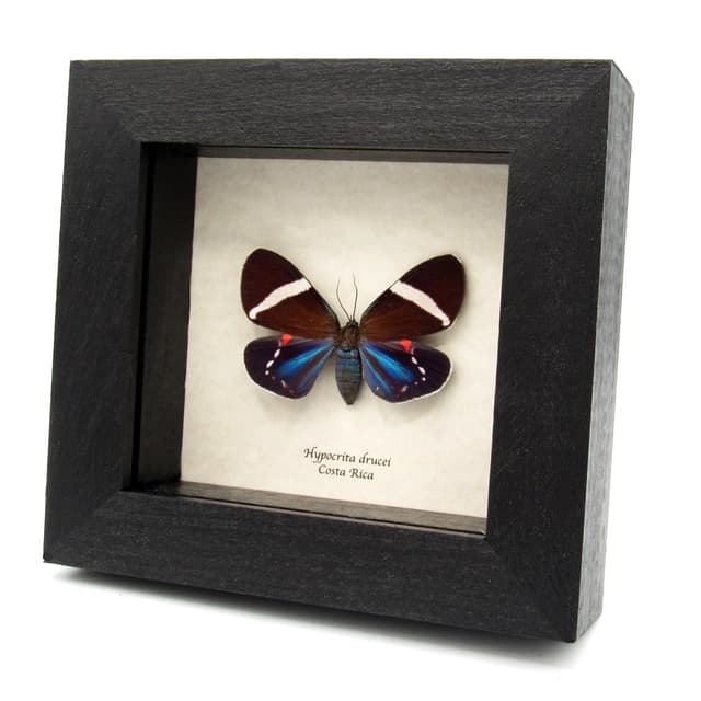 Real metallic framed moth taxidermy - Hypocrita drucei - female