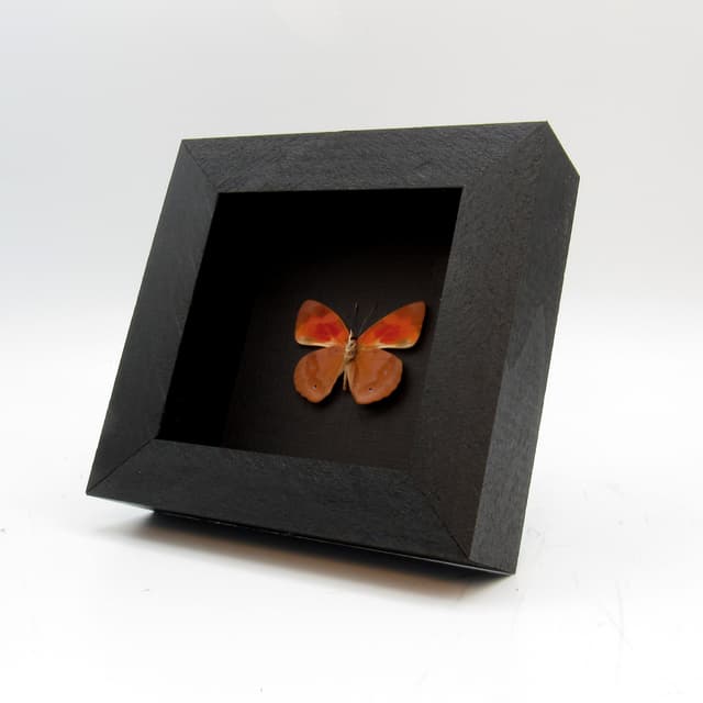 Real butterfly framed taxidermy - Temenis pulchra pallidior
