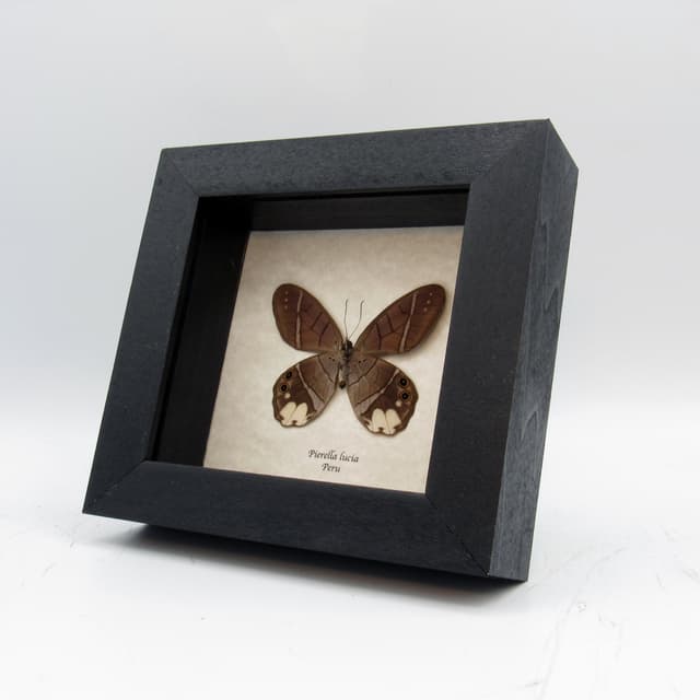 Real framed taxidermy butterfly - Pierella lucia