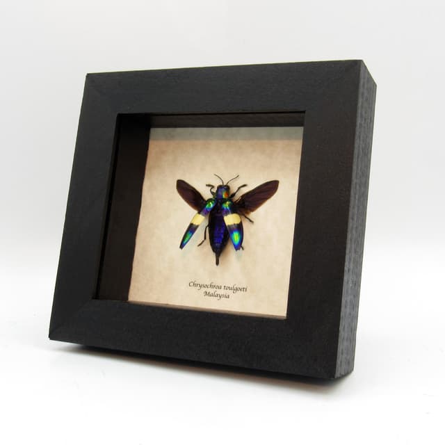 Real metallic Jewel beetle framed taxidermy - Chrysochroa toulgoeti
