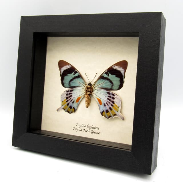 Very rare moth mimic Swallowtail butterfly framed taxidermy - Papilio laglaizei - large female