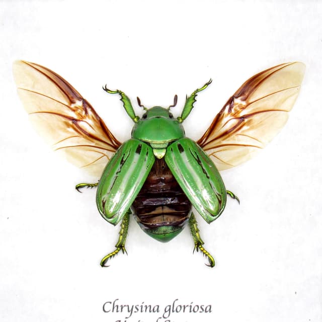 Real metallic gold Jewel beetle framed taxidermy - Chrysina gloriosa
