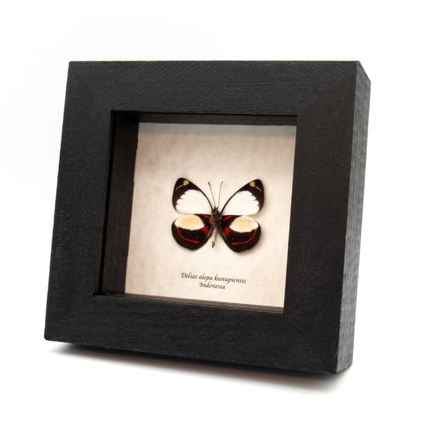 Real red Delias butterfly framed taxidermy - Delias alepa kunupiensis