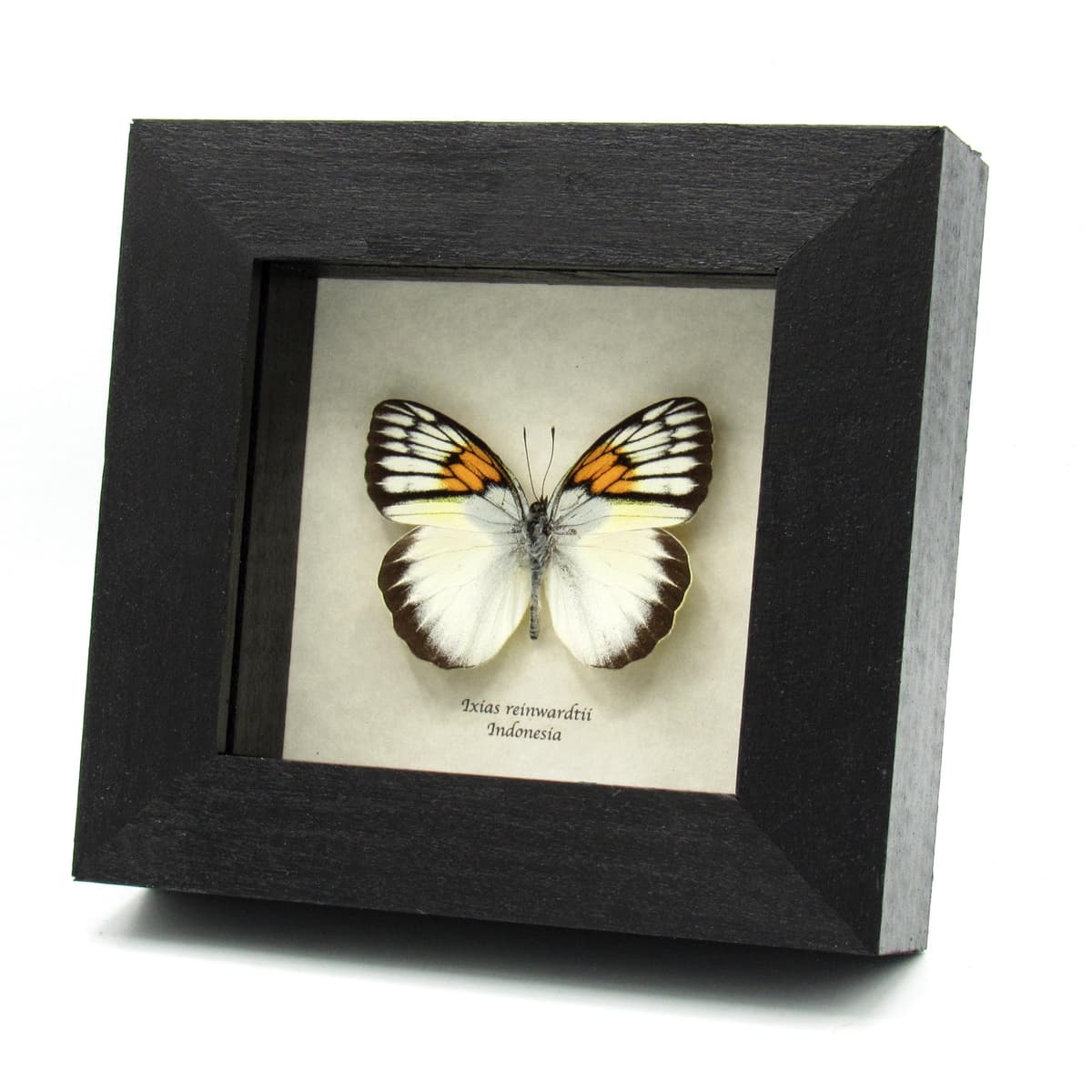 Real yellow butterfly framed taxidermy - Ixias reinwardtii