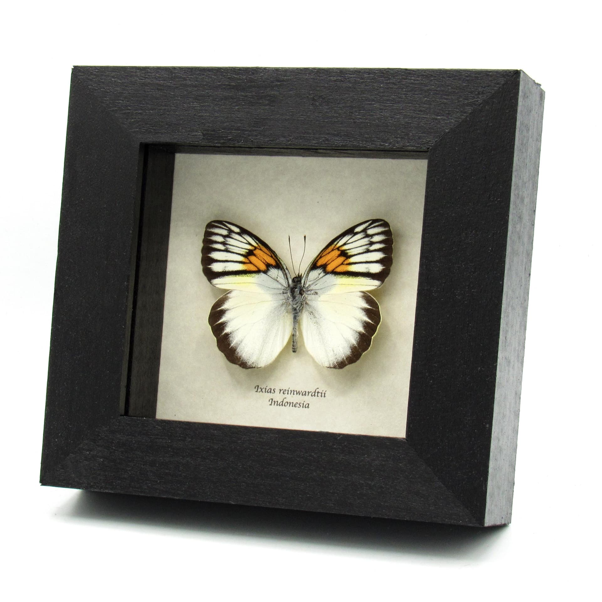 Real yellow butterfly framed taxidermy - Ixias reinwardtii