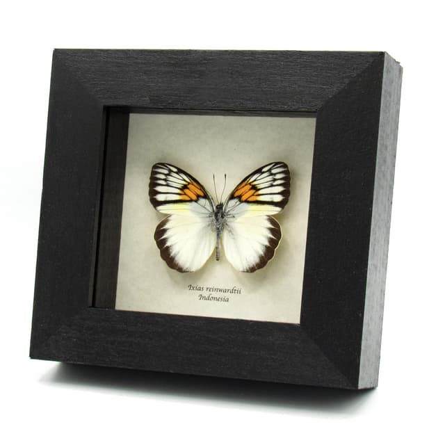 Real yellow butterfly framed taxidermy - Ixias reinwardtii