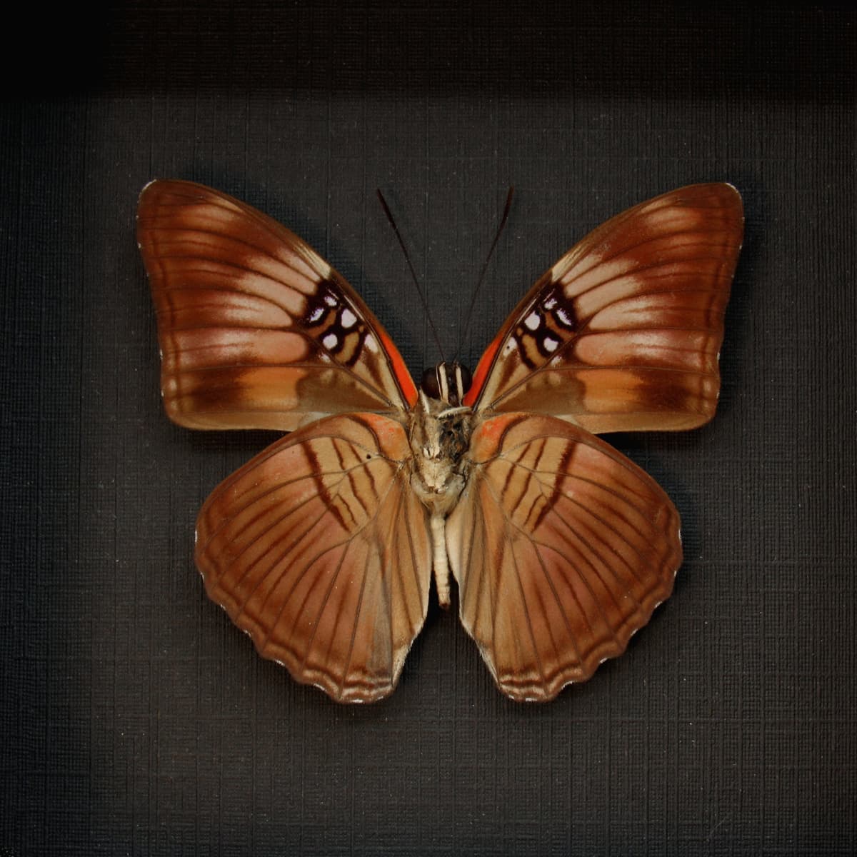 Real Mesentina Sister butterfly framed taxidermy - Adelpha mesentina