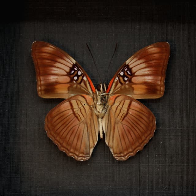 Real Mesentina Sister butterfly framed taxidermy - Adelpha mesentina