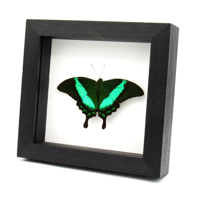 Real Emerald Swallowtail framed taxidermy - Papilio palinurus daedalus - Victorian mount