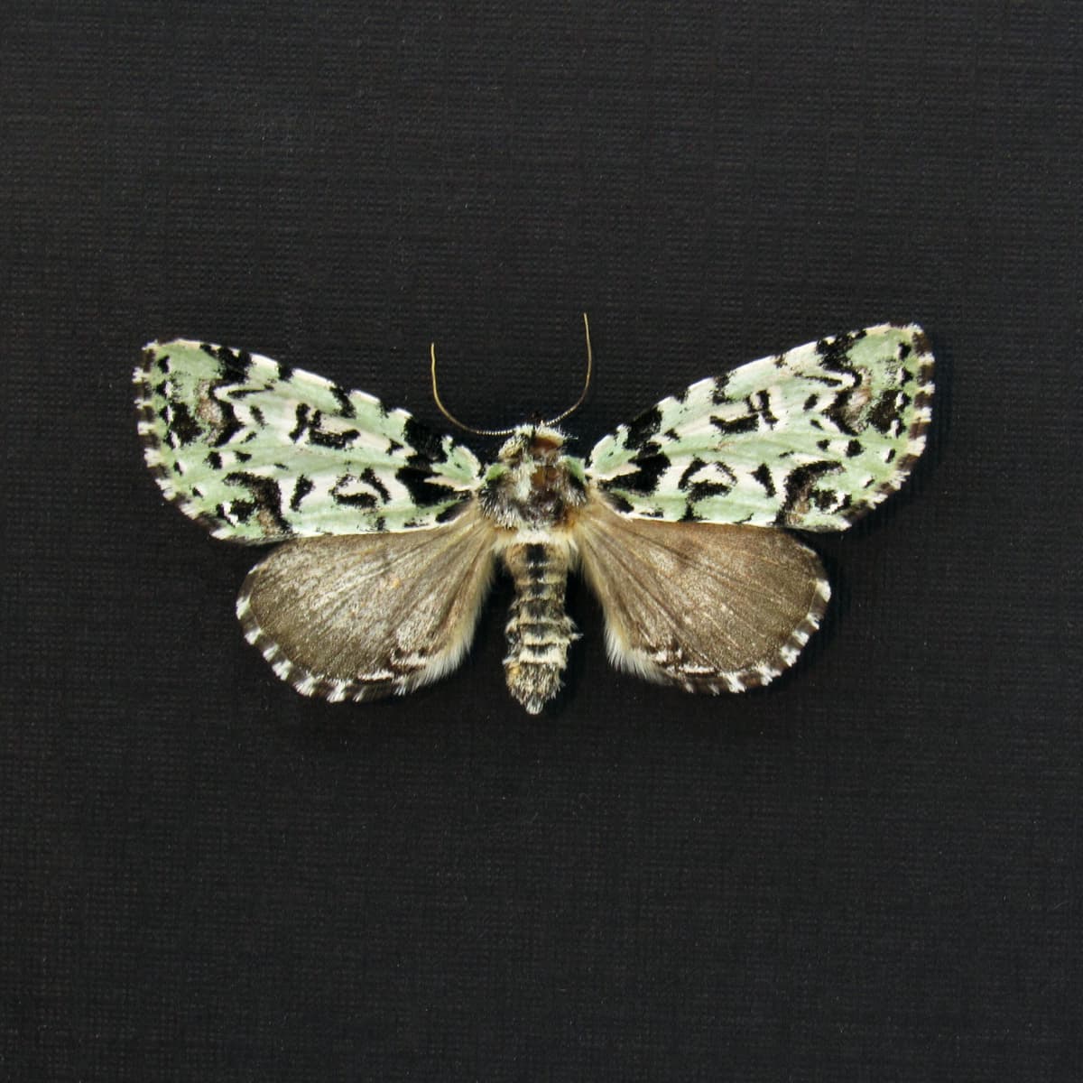 Real Scarce Merveille du Jour lichen moth framed taxidermy - Moma alpium