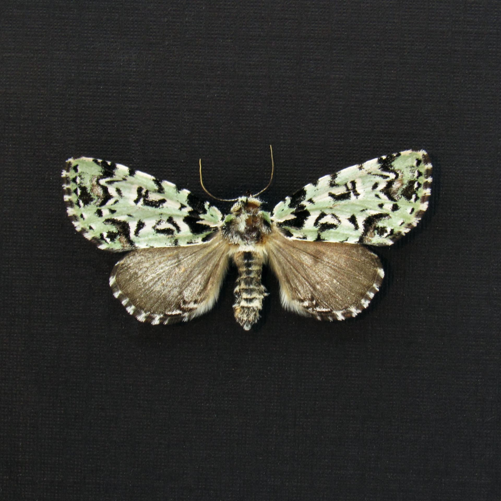 Real Scarce Merveille du Jour lichen moth framed taxidermy - Moma alpium