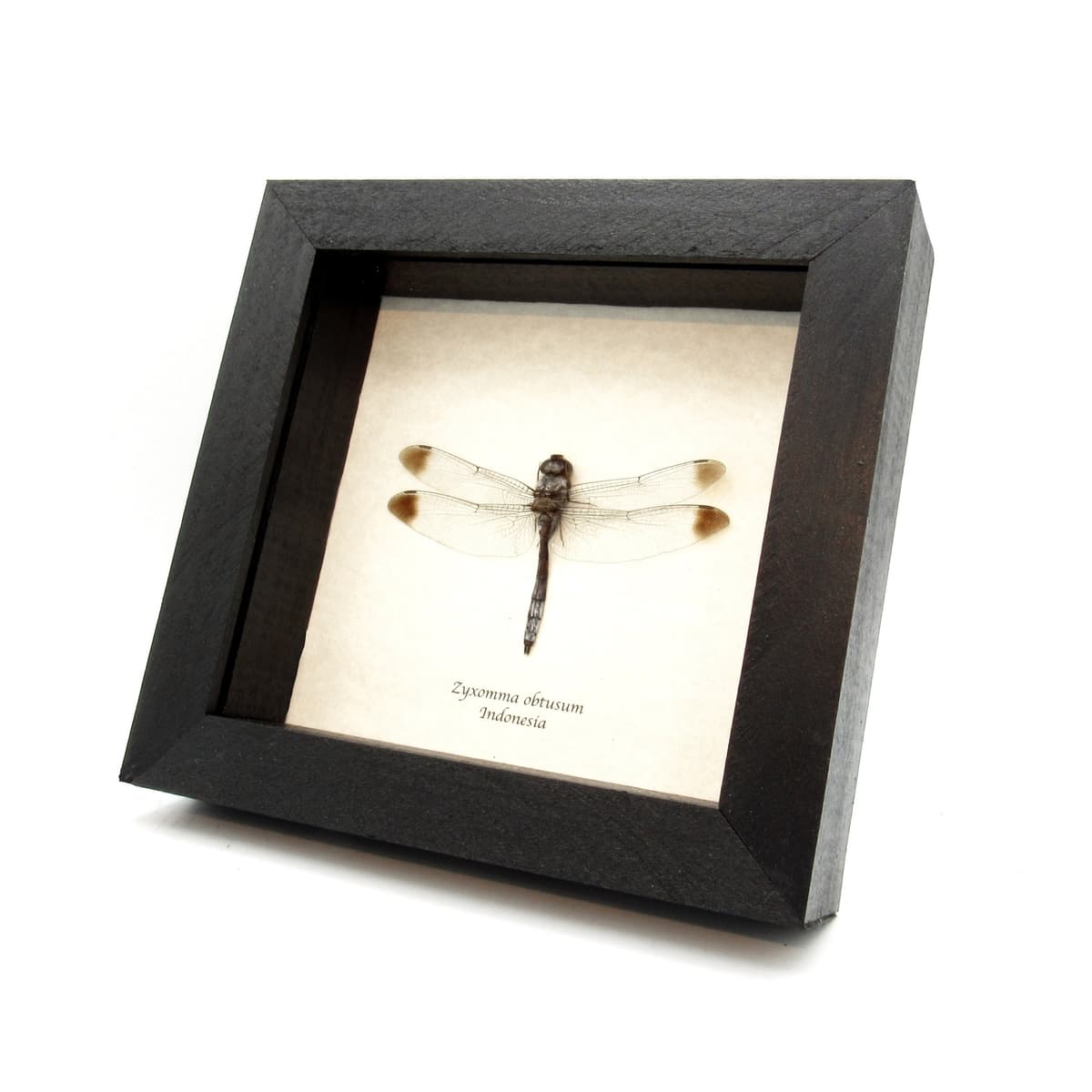Real Skimmer Dragonfly framed taxidermy - Zyxomma obtusum