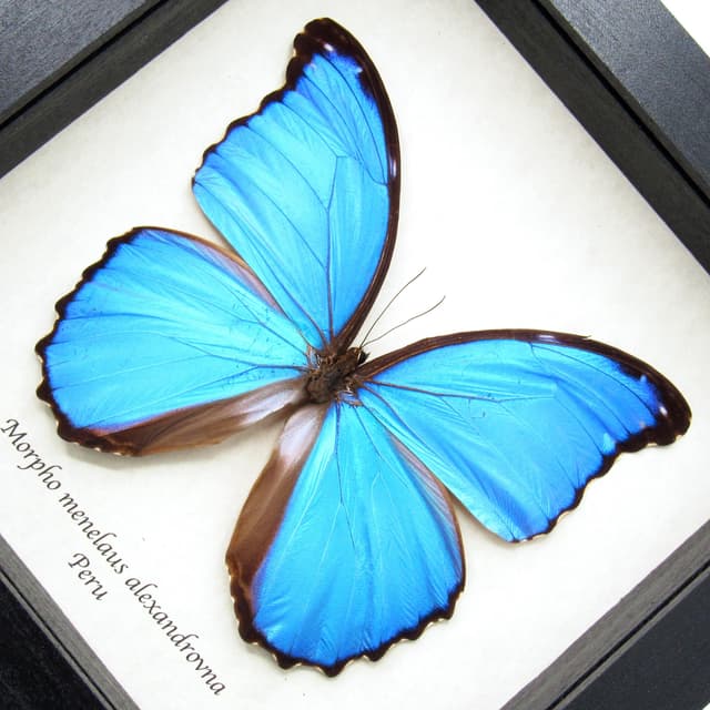 Real giant metallic blue Morpho butterfly framed taxidermy - Morpho menelaus alexandrovna