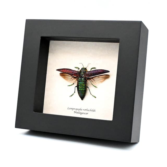 Real four eyed beetle framed taxidermy - Lampropepla rothschildi
