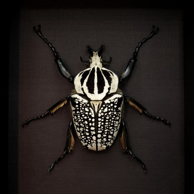 Real XL Flower Beetle framed taxidermy - Goliathus orientalis