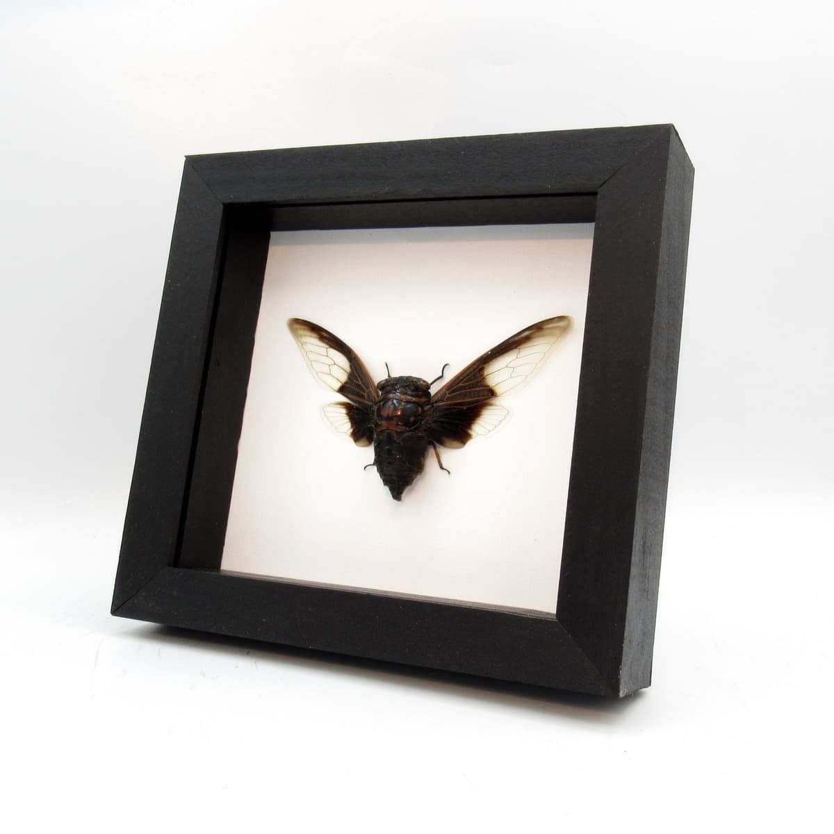 Real Batwing Cicada framed taxidermy - Cryptotympana aquila