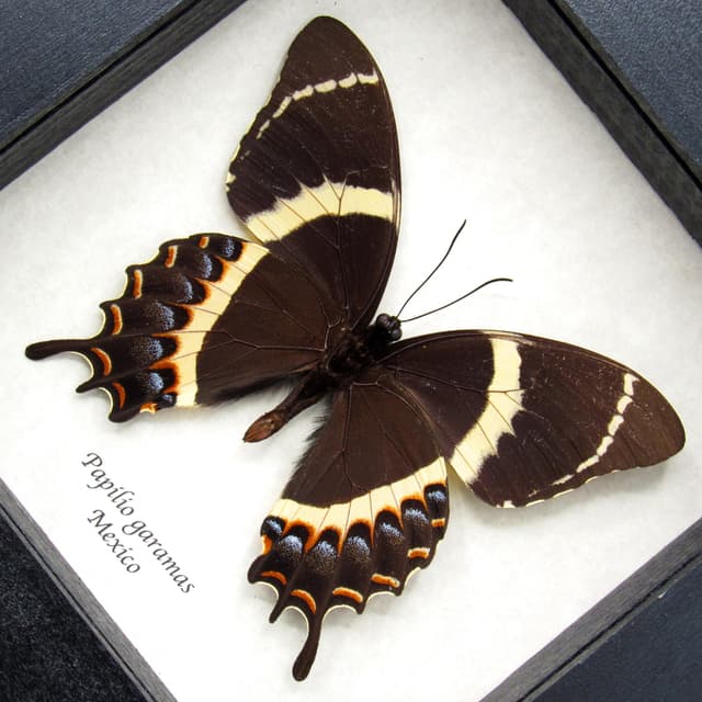 Rare black Magnificent Swallowtail butterfly framed taxidermy - Papilio garamas