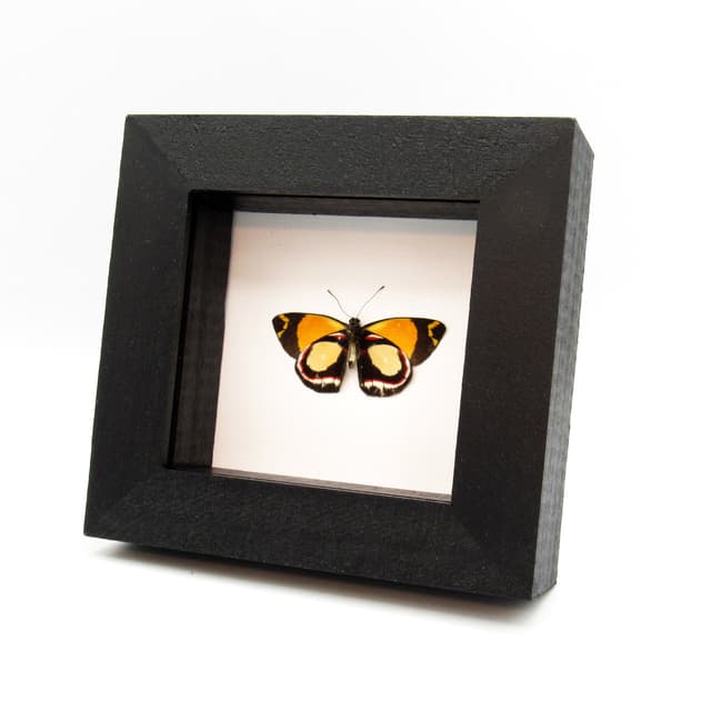 Real yellow Delias butterfly framed taxidermy - Delias leucias - Victorian mount - minor damage
