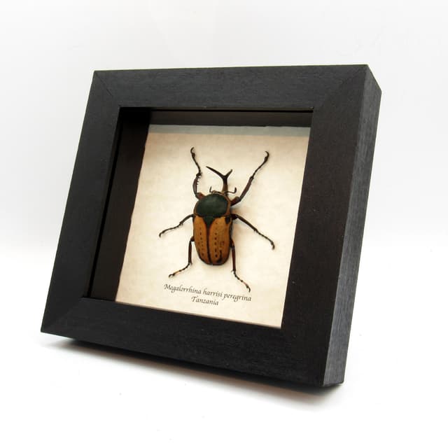 Real Longhorn flower beetle framed taxidermy - Megalorhina harrisi peregrina