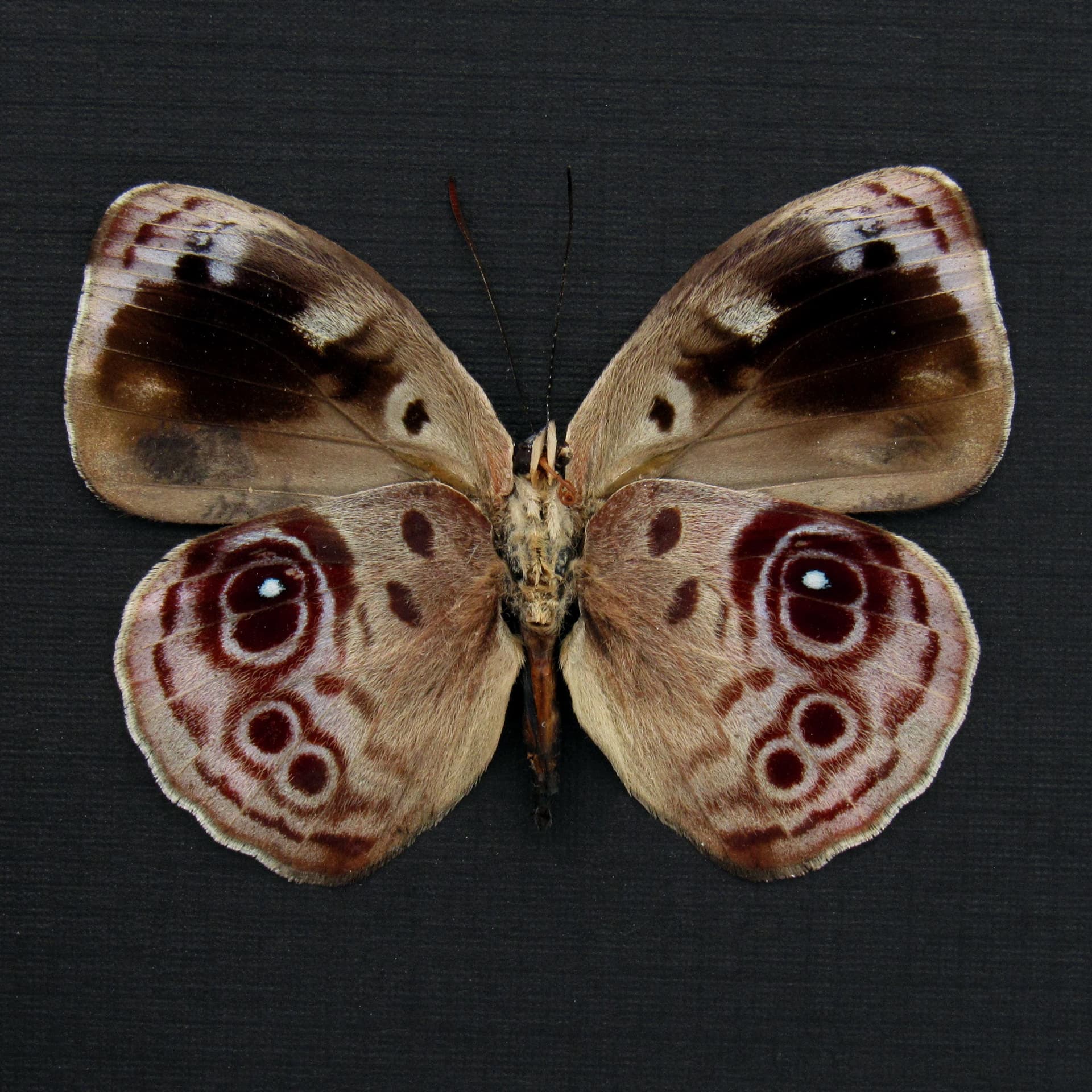 Real lavender butterfly framed taxidermy - Eunica amelia