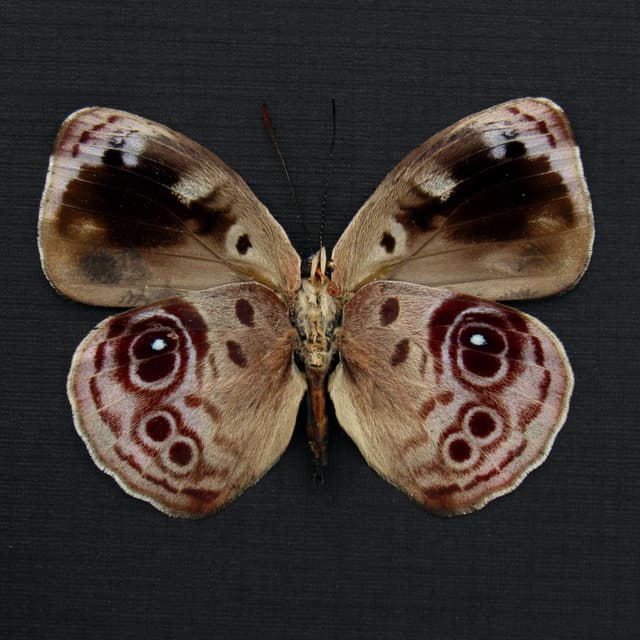 Real lavender butterfly framed taxidermy - Eunica amelia