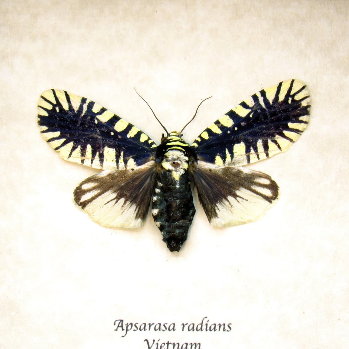 Rare Noctuid moth framed taxidermy - Apsarasa radians