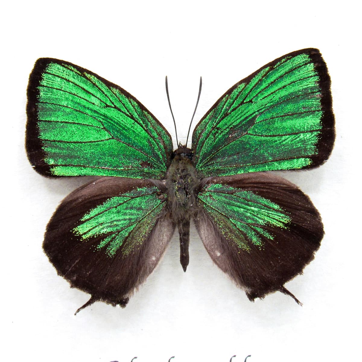 Rare iridescent green Lycaenid butterfly framed taxidermy - Arhopala eumolphus